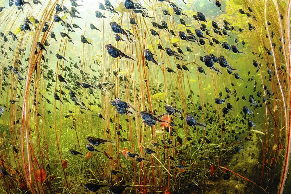 Go Fish