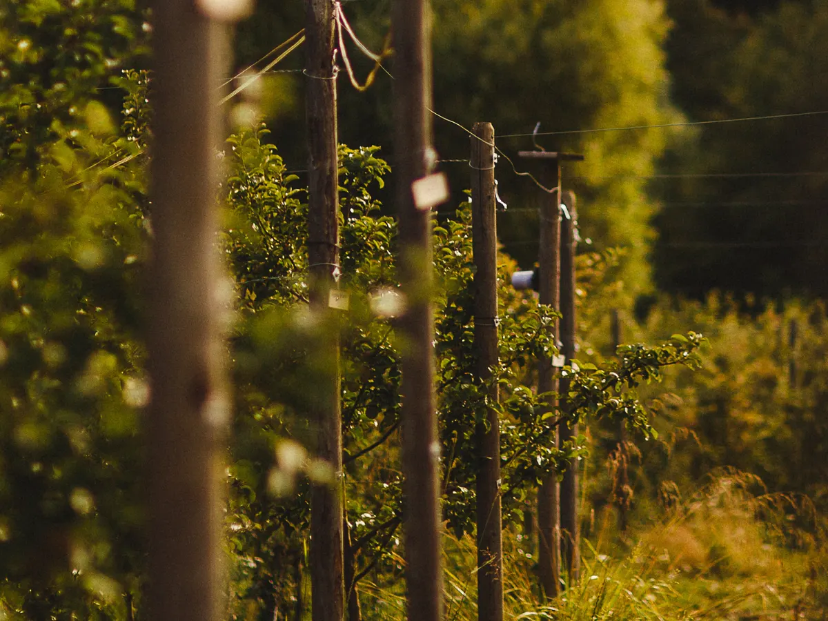 Orchard Market at Junction Orchard & Cidery