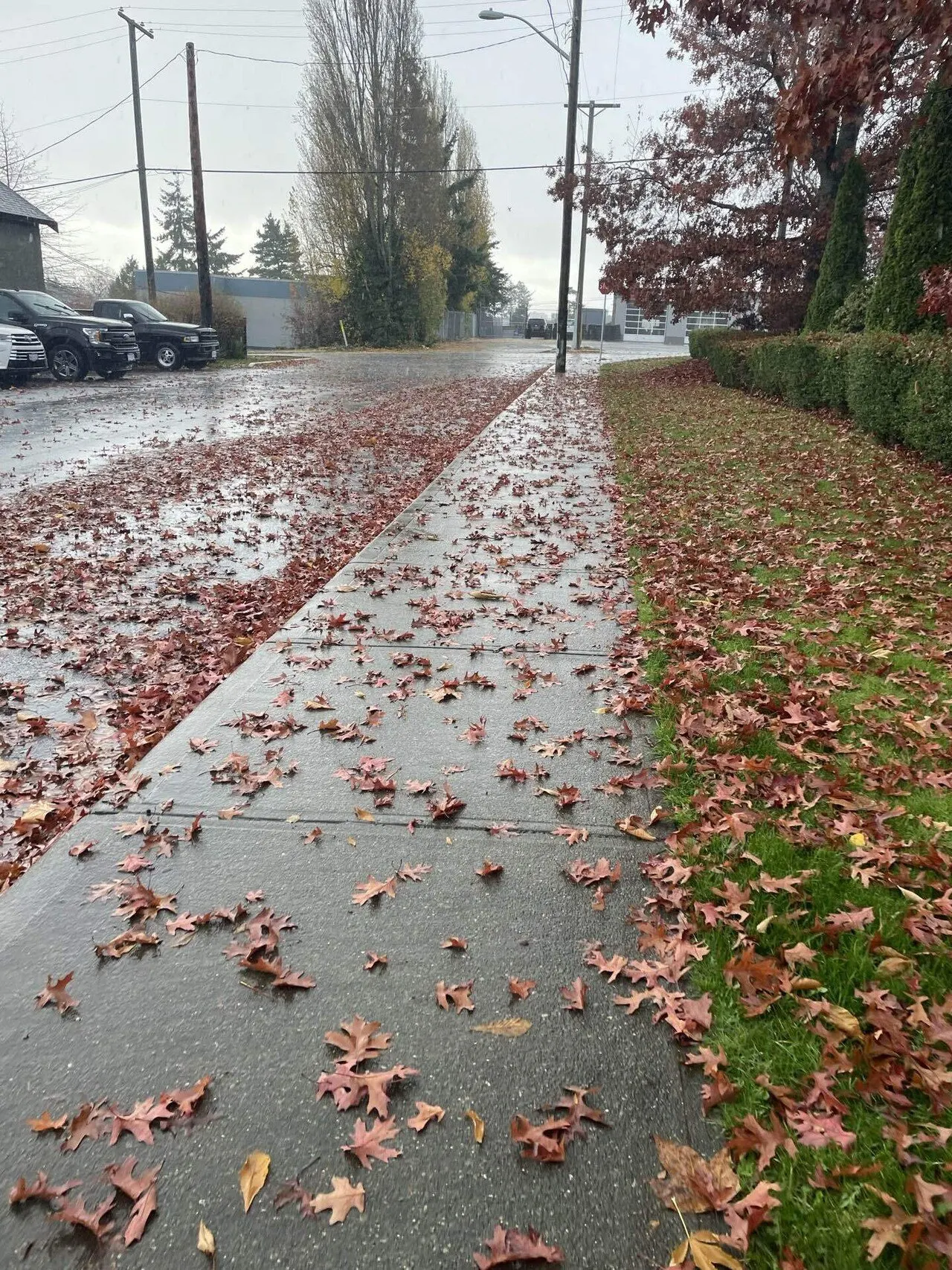Wet Victoria sidewalk with fallen autumn leaves